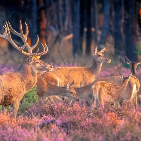 Te Huur: Leuke 4-persoons Stacaravan Op Locatie! *